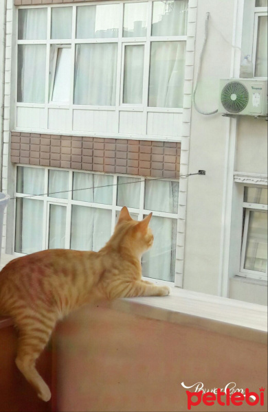 Tekir Kedi, Kedi  Garfield fotoğrafı