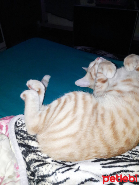Tekir Kedi, Kedi  Garfield fotoğrafı