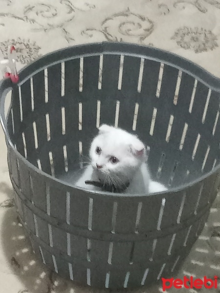 British Shorthair, Kedi  Sütlac fotoğrafı