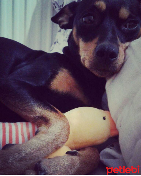 Doberman Pinscher, Köpek  Miranda fotoğrafı