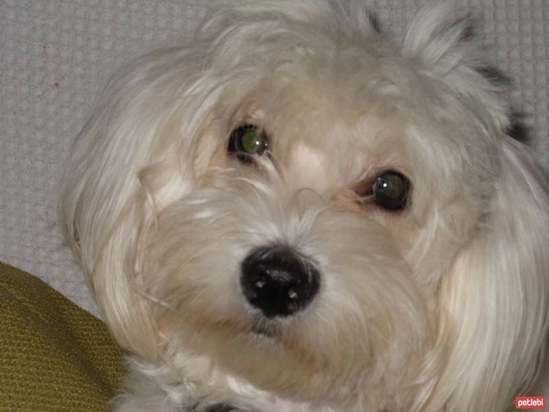 Maltese, Köpek  Coco fotoğrafı