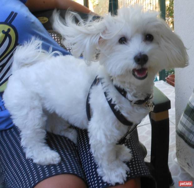 Maltese, Köpek  Coco fotoğrafı