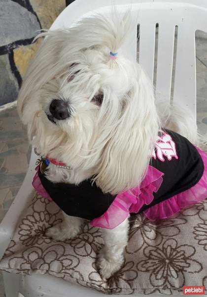 Maltese, Köpek  Coco fotoğrafı