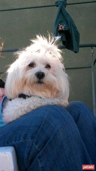 Maltese, Köpek  Coco fotoğrafı