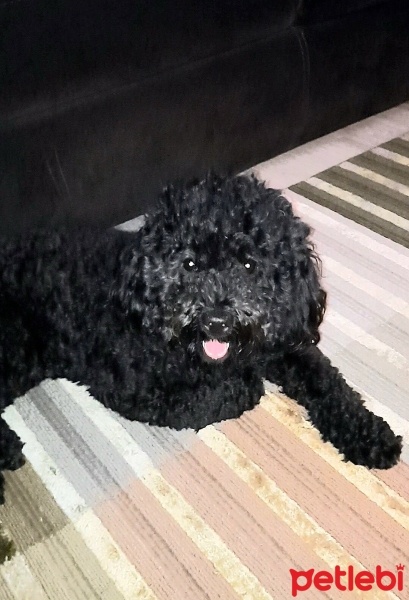 Poodle (Minyatür Kaniş), Köpek  Turta fotoğrafı