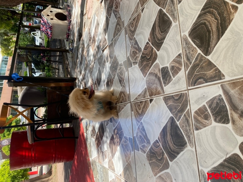 Pekingese, Köpek  Çapkın fotoğrafı