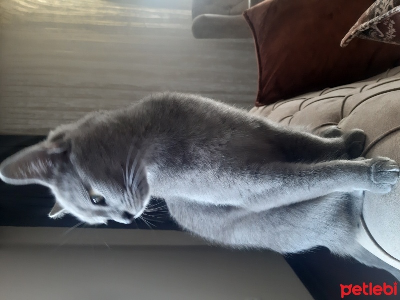 British Shorthair, Kedi  Mia fotoğrafı