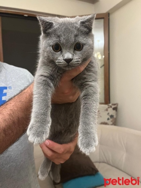 British Shorthair, Kedi  Mia fotoğrafı