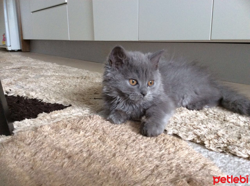 Scottish Fold, Kedi  Ponçik fotoğrafı