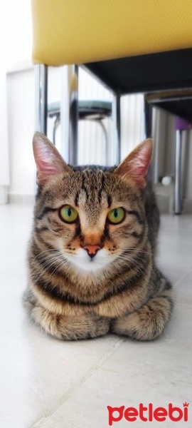 Tekir Kedi, Kedi  Maysa fotoğrafı