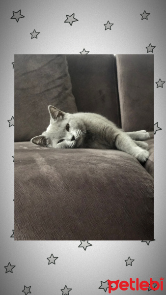 British Shorthair, Kedi  Zeus fotoğrafı