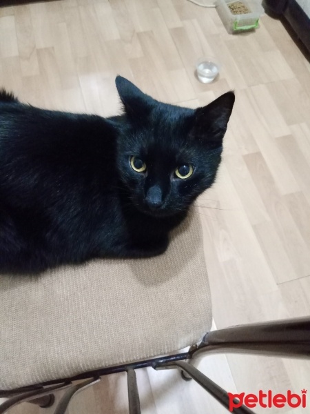 Tekir Kedi, Kedi  Negro fotoğrafı