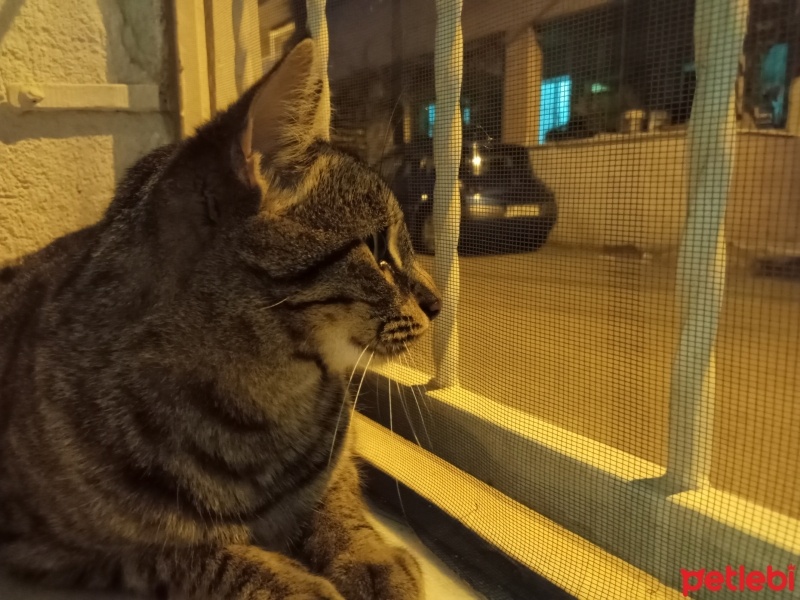 Tekir Kedi, Kedi  Fıstık fotoğrafı