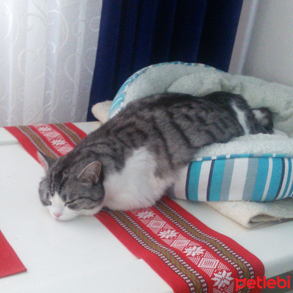 Tekir Kedi, Kedi  Munya fotoğrafı