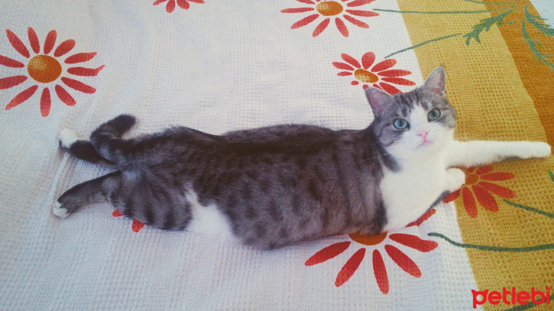 Tekir Kedi, Kedi  Munya fotoğrafı