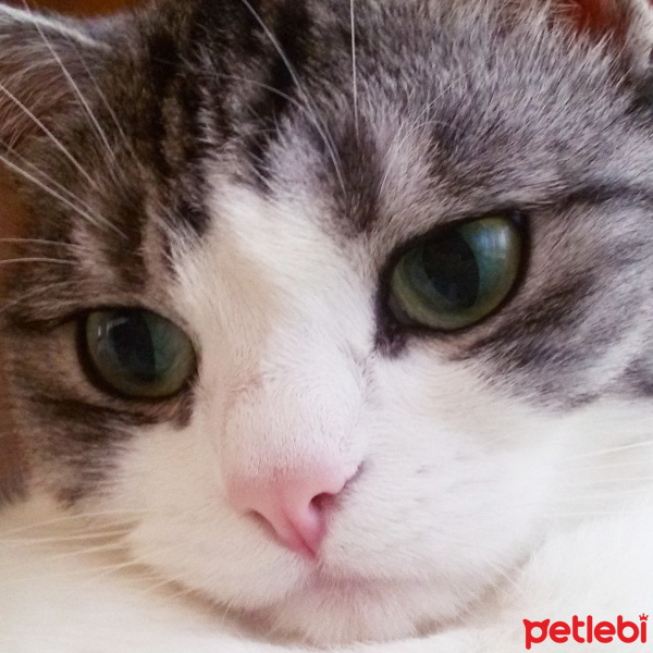 Tekir Kedi, Kedi  Munya fotoğrafı