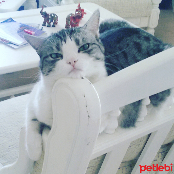 Tekir Kedi, Kedi  Munya fotoğrafı