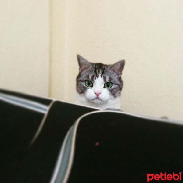 Tekir Kedi, Kedi  Munya fotoğrafı