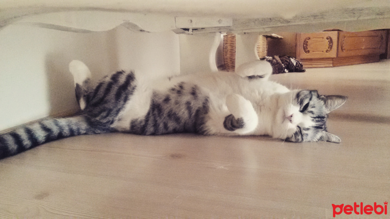 Tekir Kedi, Kedi  Munya fotoğrafı
