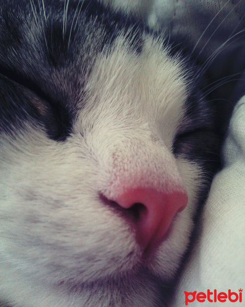Tekir Kedi, Kedi  Munya fotoğrafı