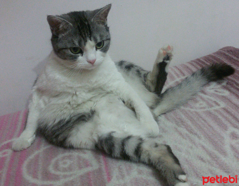 Tekir Kedi, Kedi  Munya fotoğrafı