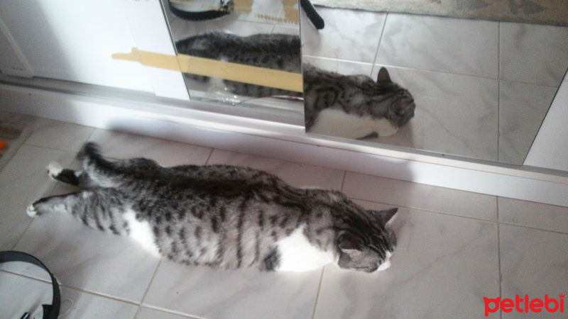 Tekir Kedi, Kedi  Munya fotoğrafı
