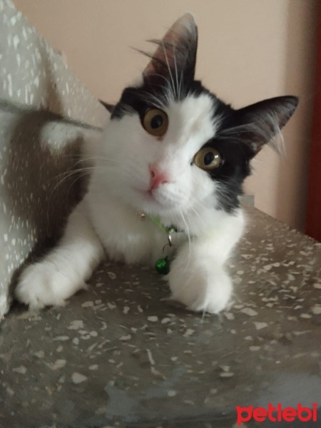 İran Kedisi (Persian), Kedi  venüs fotoğrafı