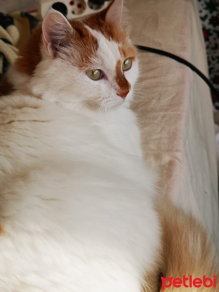Ankara Kedisi, Kedi  Ponçik fotoğrafı