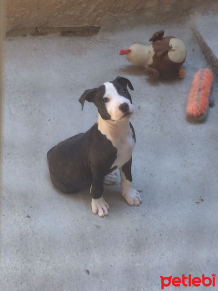 Amerikan Pitbull Terrier, Köpek  Vali fotoğrafı