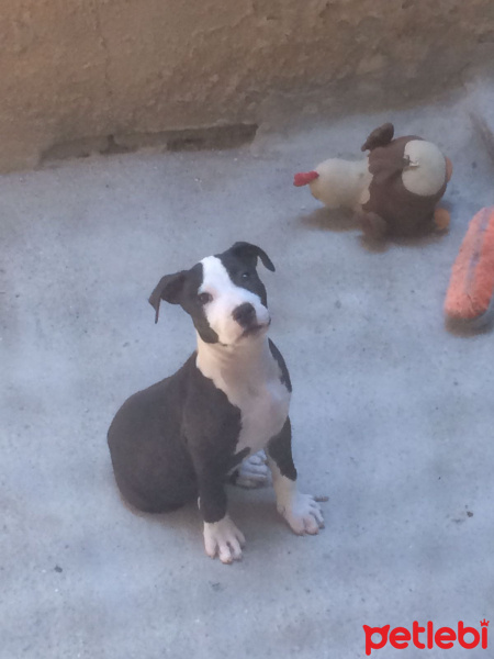 Amerikan Pitbull Terrier, Köpek  Vali fotoğrafı