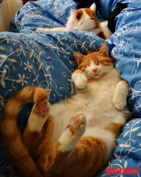 Sarman, Kedi  Saruman fotoğrafı