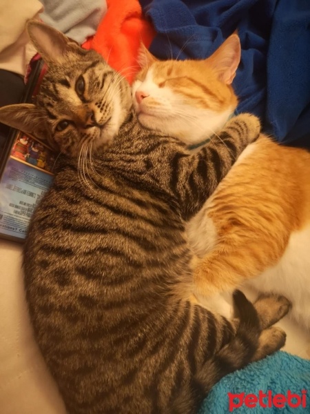 Tekir Kedi, Kedi  Perseus fotoğrafı