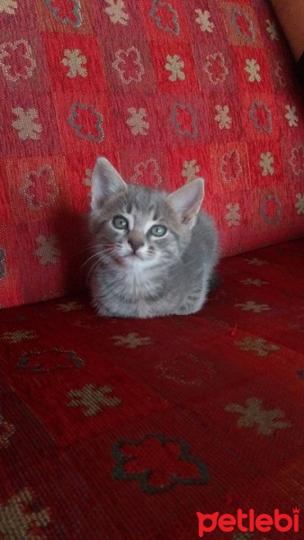 Tekir Kedi, Kedi  Üzüm fotoğrafı