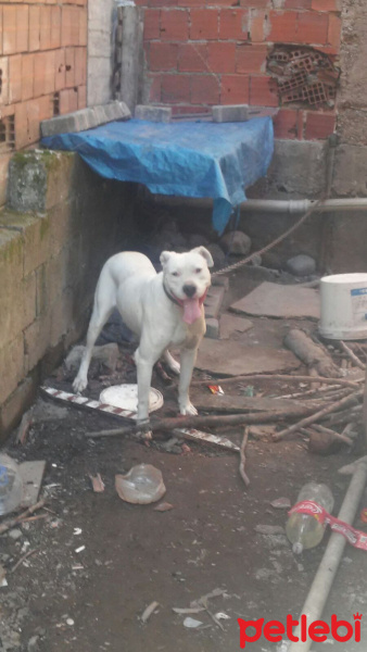 Dogo Arjantin, Köpek  eks fotoğrafı