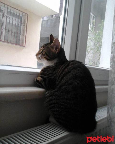 Tekir Kedi, Kedi  fındık fotoğrafı