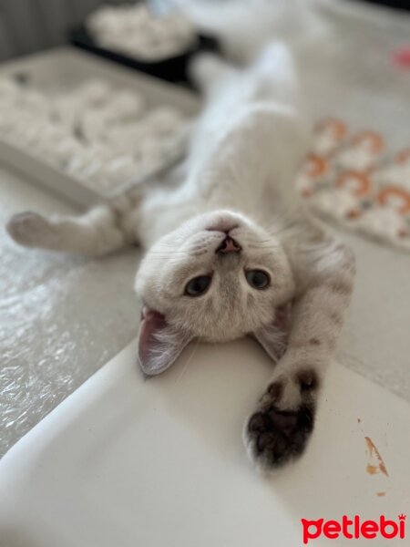 British Shorthair, Kedi  Pamuk fotoğrafı