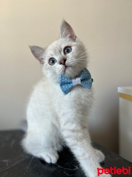 British Shorthair, Kedi  Pamuk fotoğrafı