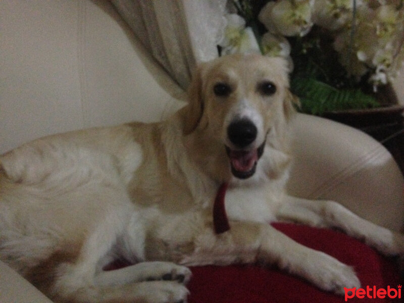 Golden Retriever, Köpek  Lucky fotoğrafı