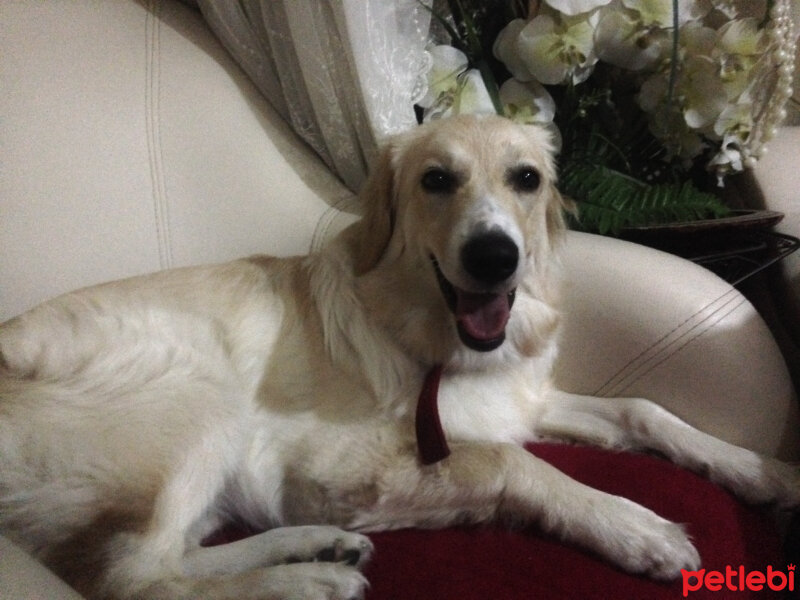 Golden Retriever, Köpek  Lucky fotoğrafı