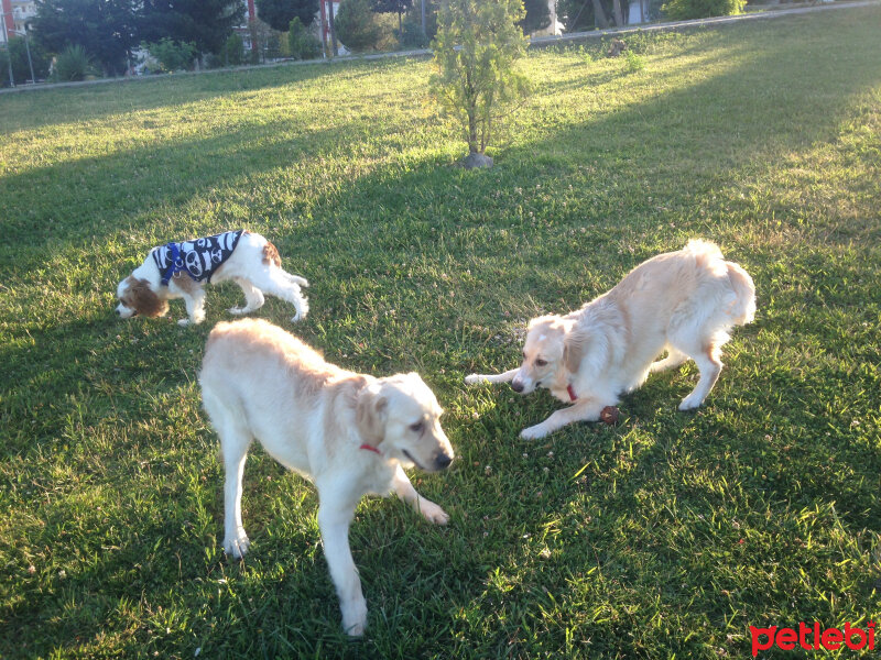 Golden Retriever, Köpek  Lucky fotoğrafı