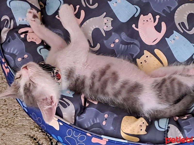 Tekir Kedi, Kedi  Şans fotoğrafı
