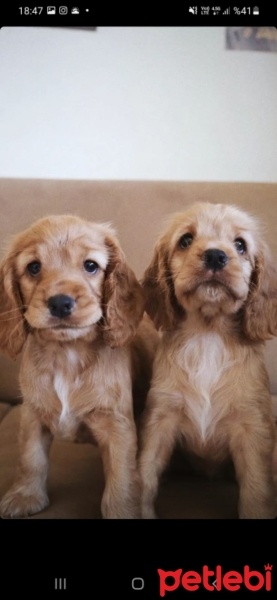 İngiliz Cocker Spaniel, Köpek  Sol fotoğrafı