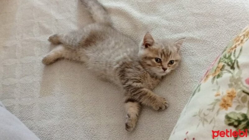 British Shorthair, Kedi  Mia fotoğrafı