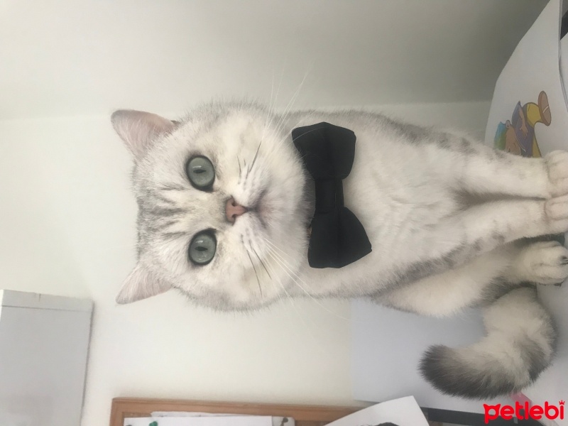British Shorthair, Kedi  Gölge fotoğrafı