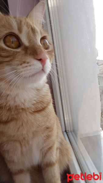 Tekir Kedi, Kedi  TARÇIN fotoğrafı