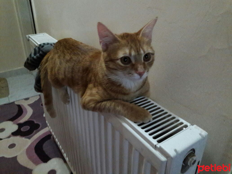 Tekir Kedi, Kedi  TARÇIN fotoğrafı