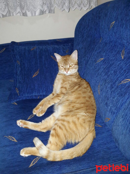 Tekir Kedi, Kedi  TARÇIN fotoğrafı