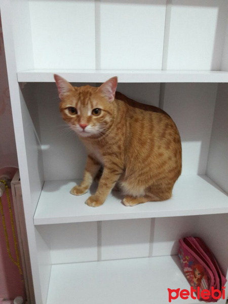 Tekir Kedi, Kedi  TARÇIN fotoğrafı