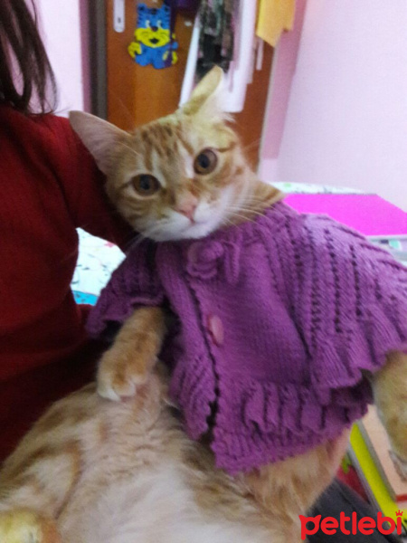 Tekir Kedi, Kedi  TARÇIN fotoğrafı