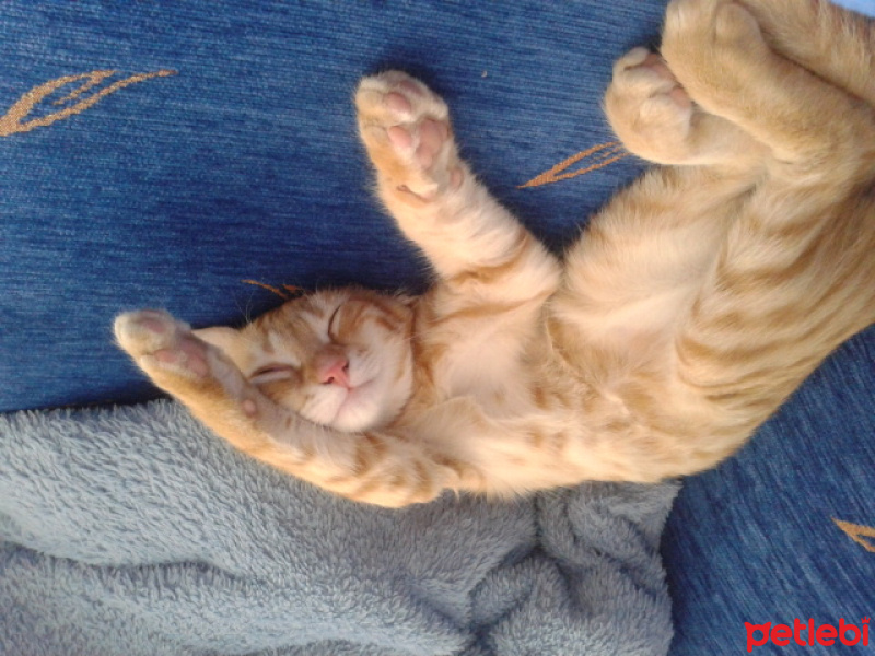 Tekir Kedi, Kedi  TARÇIN fotoğrafı